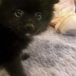 Pomeranian Puppies from Jenn's Sweety Pie Pomeranian's