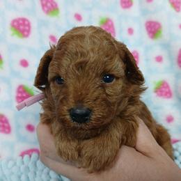 Claudette - Red  female Poodle puppy in Blanch, North Carolina from Faithful Hearts Kennel