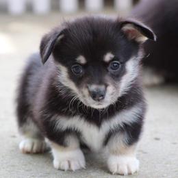 Basset Hound and Pembroke Welsh Corgi Puppies from Northstar Corgis and Basset Hounds