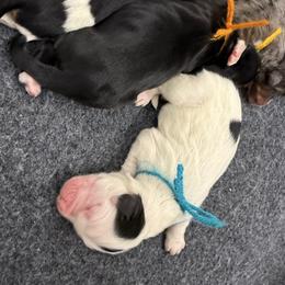 Elf - Tri-color male Bernedoodle puppy in Hegins, Pennsylvania from Bubbling Springs Doodles, LLC