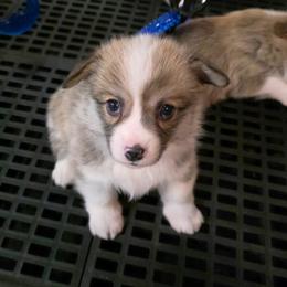 Dixie - Sable female Pembroke Welsh Corgi puppy in Charleston, Arkansas from Hilltop Corgis