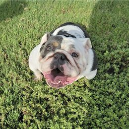 Pleakley - Bulldog