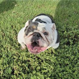 Pleakley - Bulldog