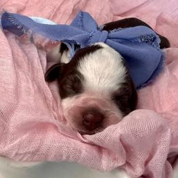 Persephone (purple) - Tri-color female Bernedoodle puppy in West Haven, Utah from Harper Haven Cavapoos & Doodles