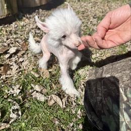 Sparkle - Palomino female Chinese Crested puppy in Dresden, Ohio from JJ’s Pawz and Clawz