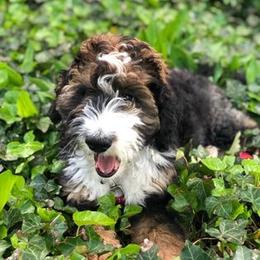 Bernedoodle Puppies from Natchez Trace Doodles