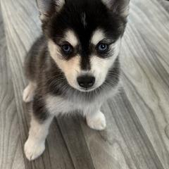 Melissa - Black and white female Alaskan Klee Kai puppy in Palm Harbor, Florida from Klee Kai Breeders with Love