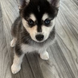 Melissa - Black and white female Alaskan Klee Kai puppy in Palm Harbor, Florida from Klee Kai Breeders with Love