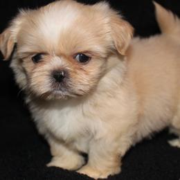 Shih Tzu puppies from Fancy Shih Tzus Florida