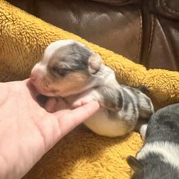 Boy 4 - Blue merle and white male American Corgi puppy in Payson, Illinois from Creek Farm Corgis