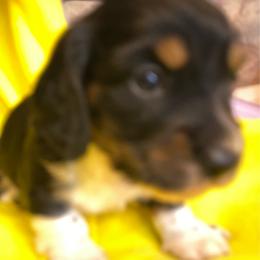 Boots AKC full rights - Black and cream male Dachshund puppy in Elizabethtown, Kentucky from Teeny Tiny Puppy Tails