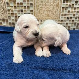 Female - Light golden female Golden Retriever puppy in Tacoma, Washington from Canyon Meadows Farm
