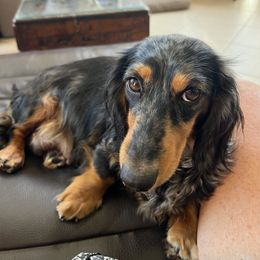 Haven - Dachshund