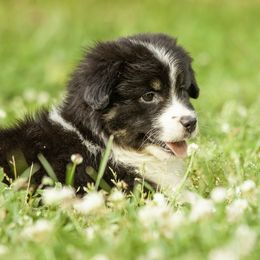 Miniature American Shepherd, Miniature Australian Shepherd, and Toy Australian Shepherd Puppies from Fine Hill Aussies