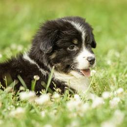 Miniature American Shepherd, Miniature Australian Shepherd, and Toy Australian Shepherd Puppies from Fine Hill Aussies