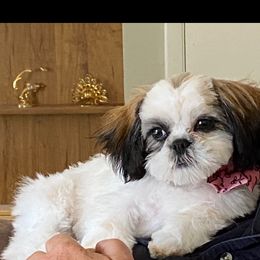 German Shepherd and Shih Tzu Puppies from Carlson Hill Farm