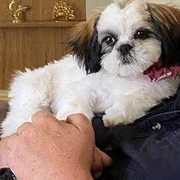 German Shepherd and Shih Tzu Puppies from Carlson Hill Farm