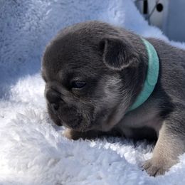 Girl 2 - French Bulldog puppy in Berea, Kentucky from Bully Life Farms