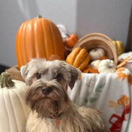 Belle - Miniature Schnauzer