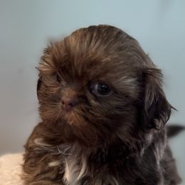 Bailey - Liver and white female Shih Tzu puppy in Covington, Georgia from Top Hats 2  Shih Tzu’s