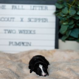 Labrador Retriever and Portuguese Water Dog Puppies from Hilltop Portuguese Water Dogs