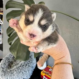 Sol - Blue male Pomsky puppy in Boonville, Indiana from Elysian Pomskies
