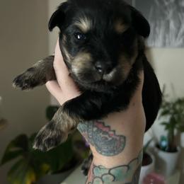 Male 1 - Black and silver male Miniature Schnauzer puppy in Lowell, North Carolina from Prestigious Schnuazers