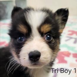 Tri Boy 1 - Black and tan male Pembroke Welsh Corgi puppy in Bay Area, California from MJ's Corgis