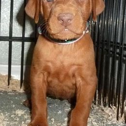 Vizslas from Sequoia Reds Vizslas