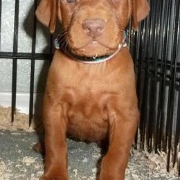 Vizslas from Sequoia Reds Vizslas