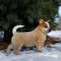 Australian Cattle Dog Puppies from Impact 3rd Australian Cattle Dogs