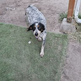 Luna - Bluetick Coonhound
