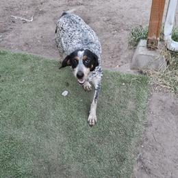 Luna - Bluetick Coonhound