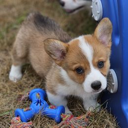 Penne - Red female Pembroke Welsh Corgi puppy in Rensselaer, Indiana from Sharand MAS and Pembroke Welsh Corgis