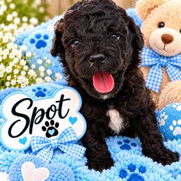 Spot - Black and white male Shihpoo puppy in Cooper City, Florida from Jenny La Bone