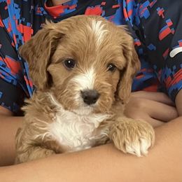 Blaze - Brown male Cavapoo puppy in Pensacola, Florida from Pensacola Blue Cavapoos