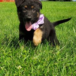 German Shepherd Puppies from My Bodyguard German Shepherd Dogs