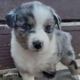 Australian Shepherd Puppies from 4V Aussies