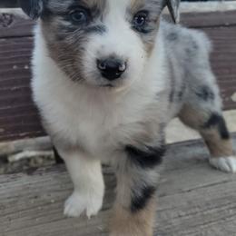 Australian Shepherd Puppies from 4V Aussies