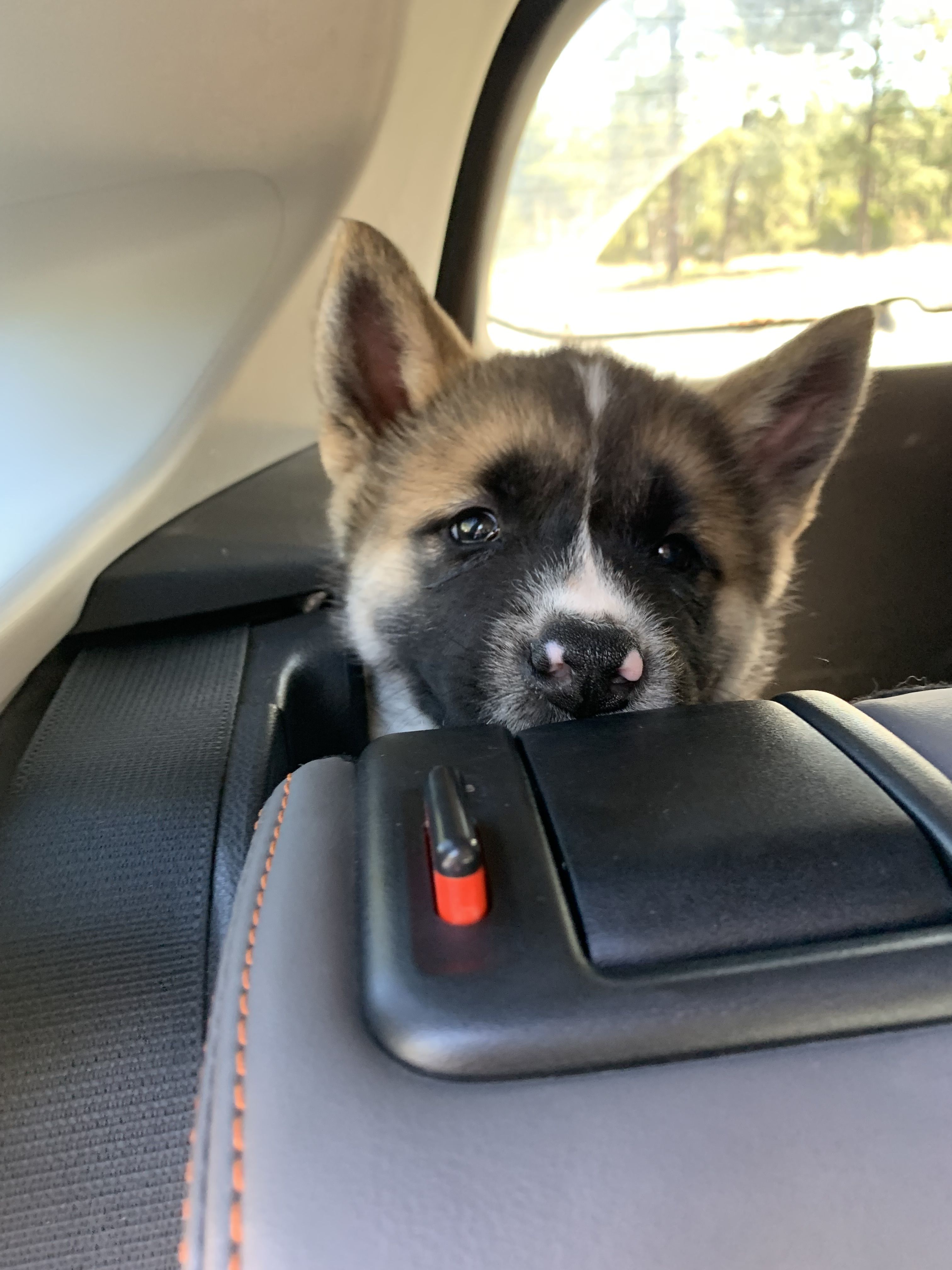 Painted Desert Akitas in Arizona | Akita puppies | Good Dog