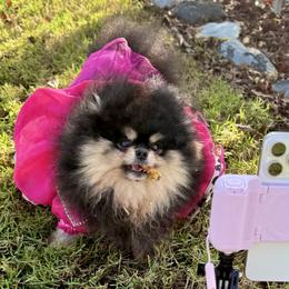 Maltipoos and Pomeranians from The Queens Doggies