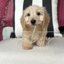 Lamb- SILKY WIREHAIR - Cream male Dachshund puppy in Canton, Texas from Itty Bitty Dachshunds