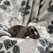 Khaleesi x Vermy 2 - Dark brown female Xoloitzcuintli puppy in Hico, Texas from Amayla Kennels