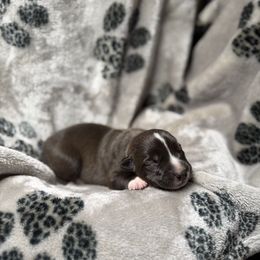 Khaleesi x Vermy 2 - Dark brown female Xoloitzcuintli puppy in Hico, Texas from Amayla Kennels