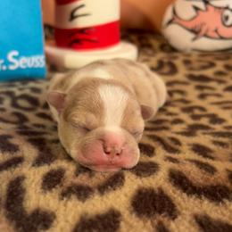 Allium - Fawn male Companion Cross puppy in Peru, Indiana from Angie's Little Bostons And Frenchies
