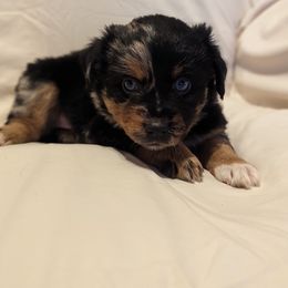 Girl 4 - Blue merle Miniature Australian Shepherd puppy in Sanger, California from A&M Australian Shepherds