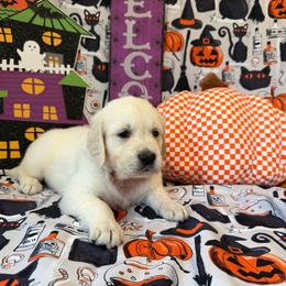 Boy 3 (Pentax) (green collar boy) - Light golden male Golden Retriever puppy in Hubbard, Ohio from Whickering Pines Golden Retrievers