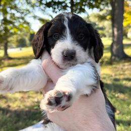 Maverick - Brown and white male Aussiedoodle puppy in Claremont, North Carolina from Magnolia Grove Farms