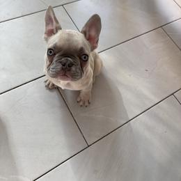 Sunny - Blue fawn male French Bulldog puppy in West Hempstead, New York from Long Island Frenchie