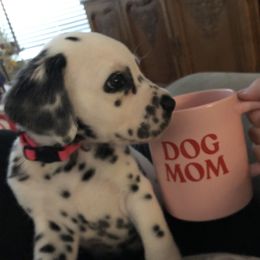 Dalmatian Puppies from Revere Dalmatians